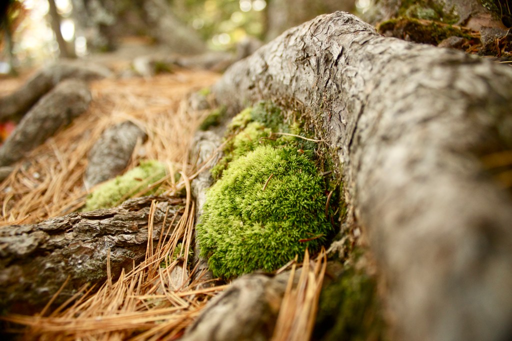 Shot on my Canon T3i, 18-55mm kit lens. F/ 3.5, 1/160, ISO 800