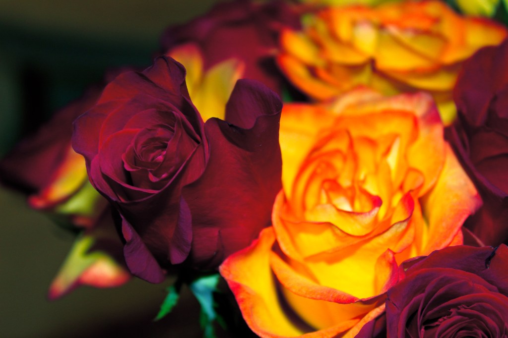 All color correction done in iPhoto: dropped contrast and mid-tones. Bumped up exposure and saturation (slightly--to 55)..Shot with Auto WB and flash in my living room-ISO 400--fine color control during post work extremely finite--but that's to be expected with flash photography and auto-settings.