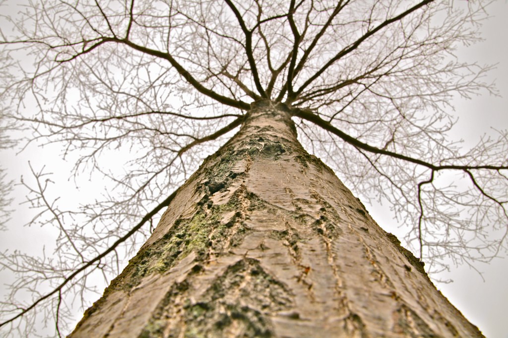 Canon 5D Mark II-Color Correction in iPhoto