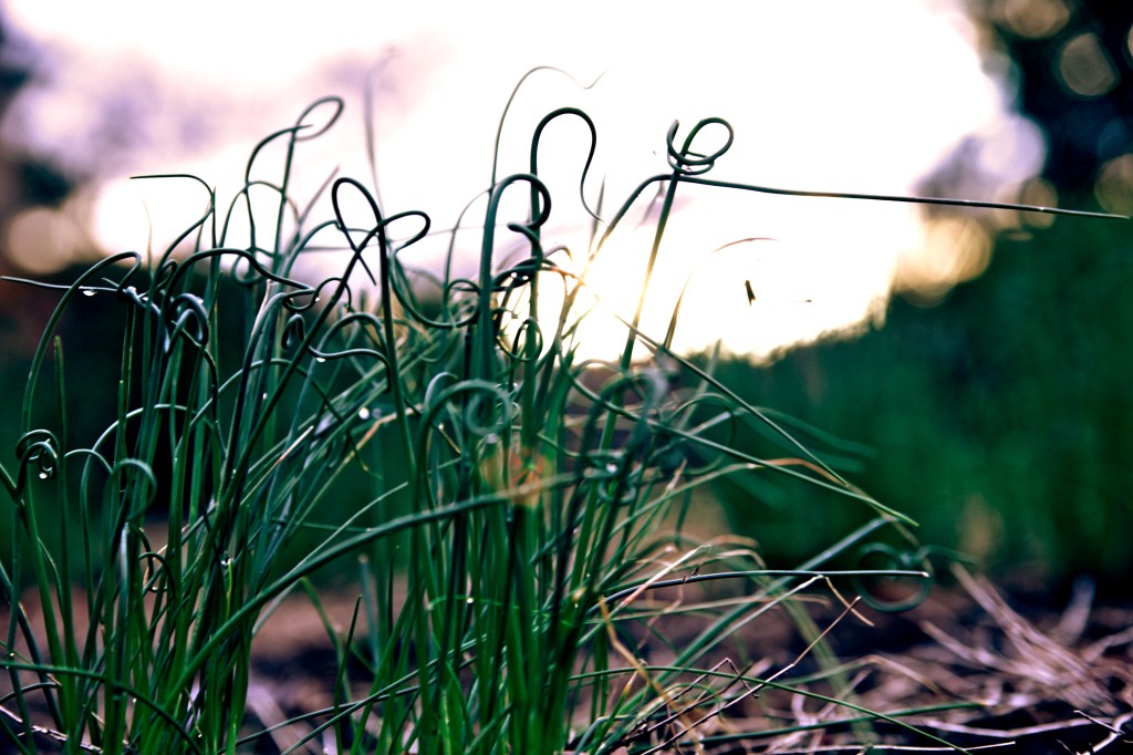 As the weather turns grumpy outside with more sheets of sleet, let there be one reminder of spring :)