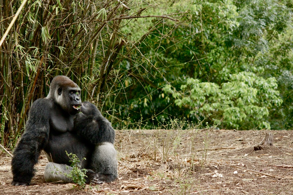 First pic in a series of comical and life-like gorilla pics. As seen along the Exploration Trail. Love the nuanced and lazed vibe of the animals just chilling and eating--but let me tell you, when they get up to roam around, the muscle and bone crushing power of their gait and size is really quite daunting. First pic in a series of a few to come.