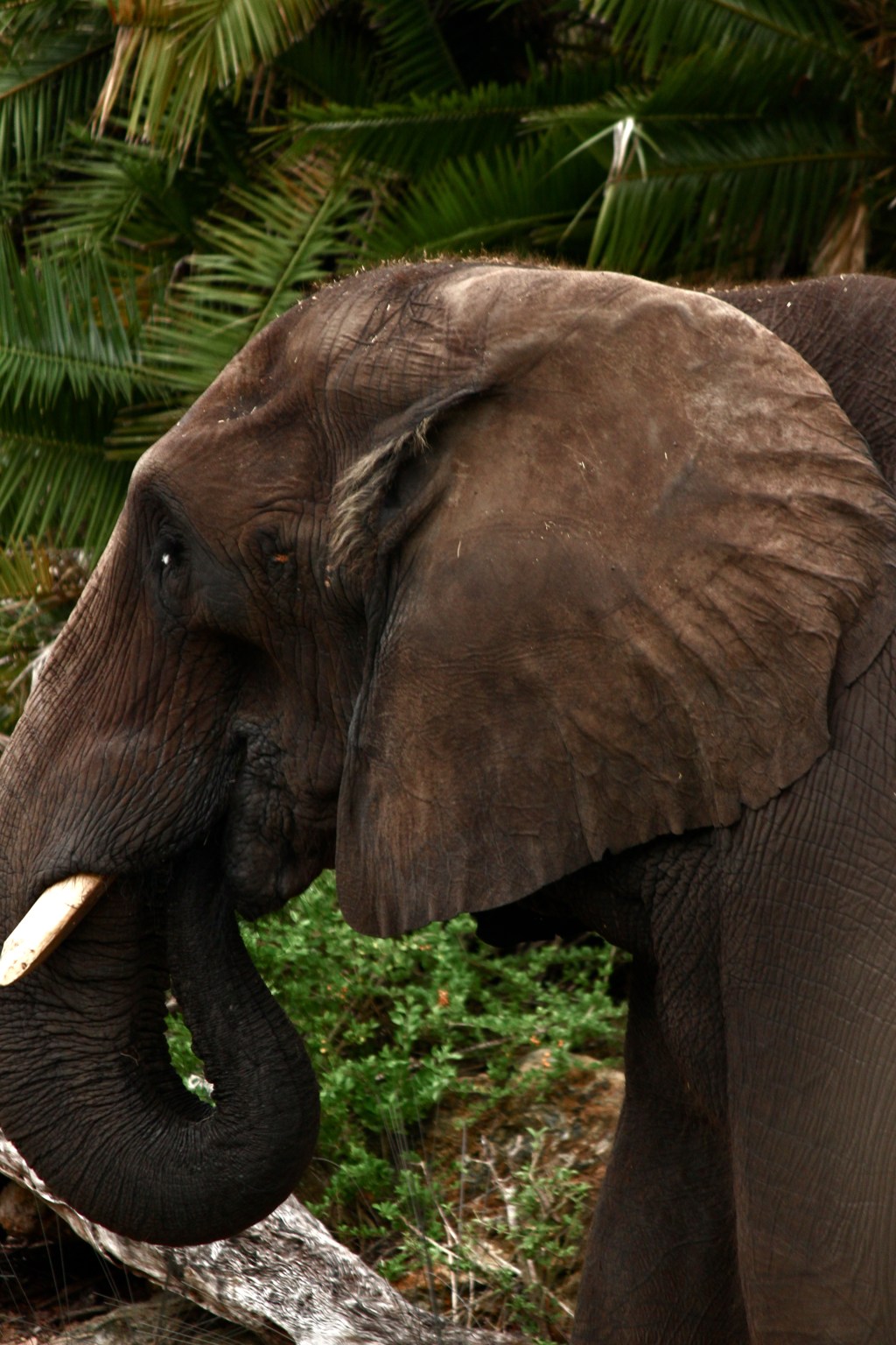Grabbed a shot of this guy on Walt Disney World's Kilimanjaro Safari. Shutter speed was at 1/160-I don't recommend shooting much slower-as the caravan's have only a few spots along the 20 minute driving route where they are actually authorized to come to a complete halt-so often you'll be firing shots off while the vehicle is moving at a slow creep...just enough to motion blur the perfect shot (sad face--I ruined my crocodile pics this way)
