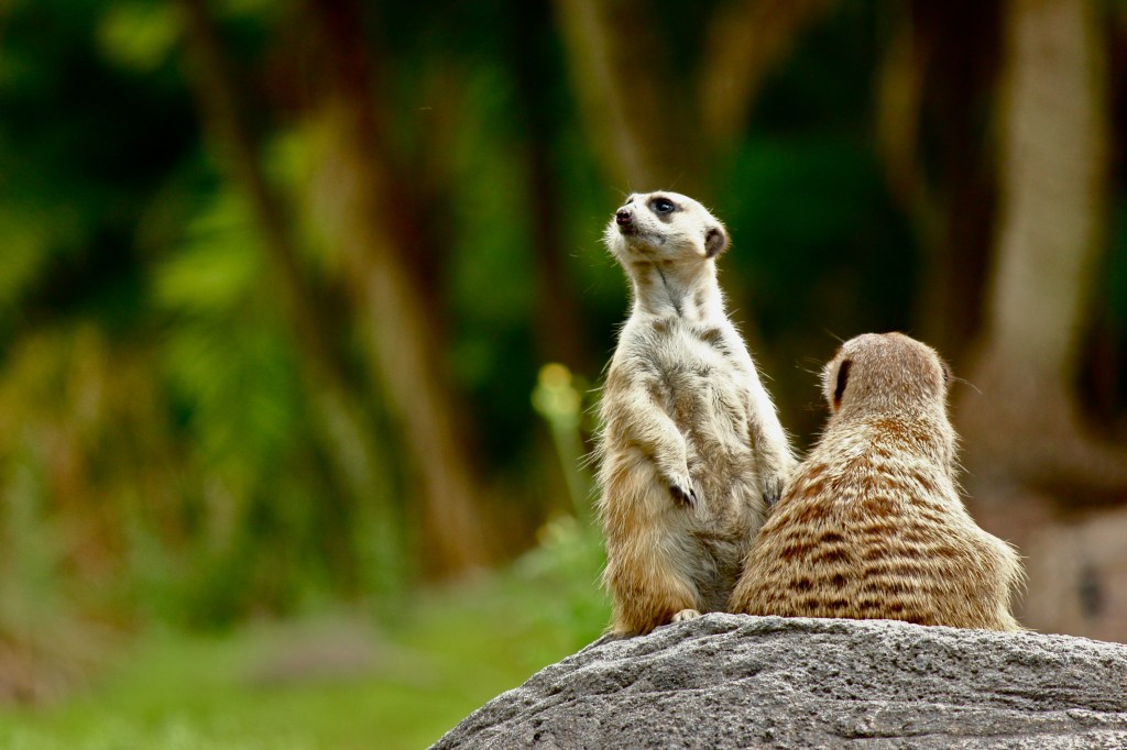 250mm and f/5.6 for a pretty sweet shallow DOF