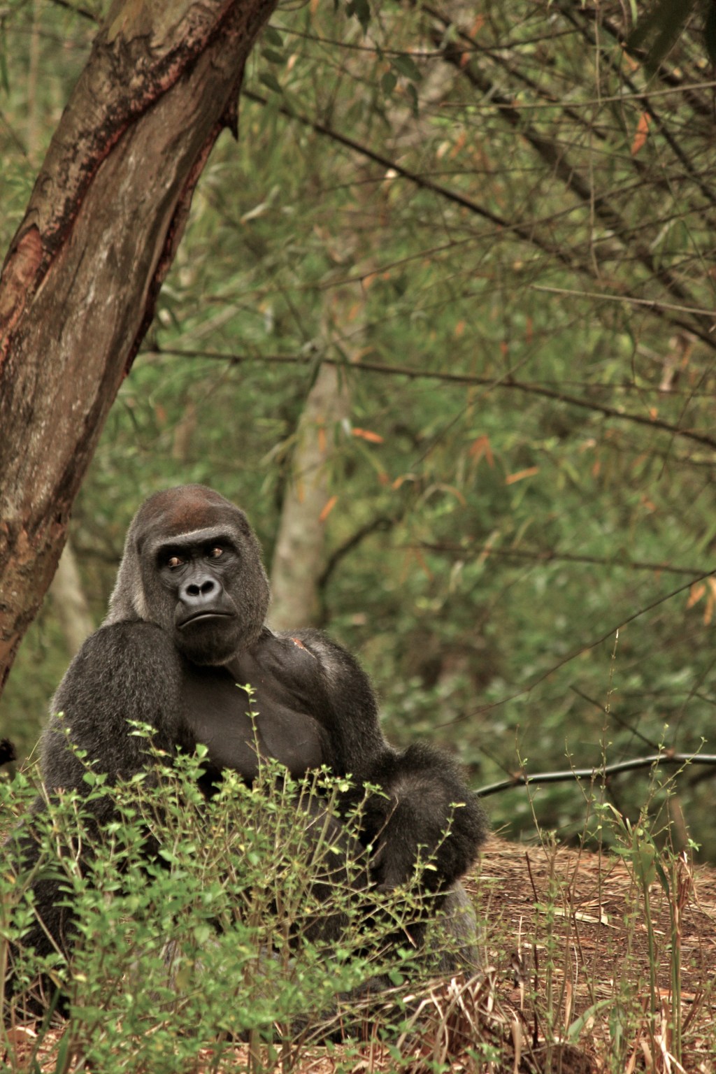 I love the 'whatcha guys doing over there without me' look :) Great personification.