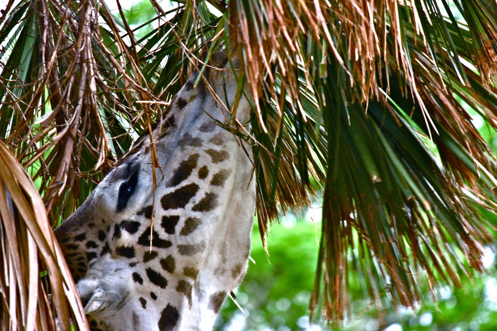 Giraffe-as seen on the Kilimanjaro Safari at Disney's Animal Kingdom. The moving jeep accounts for the less-than-ideal framing. 1/160 shutter speed to avoid motion blur. 