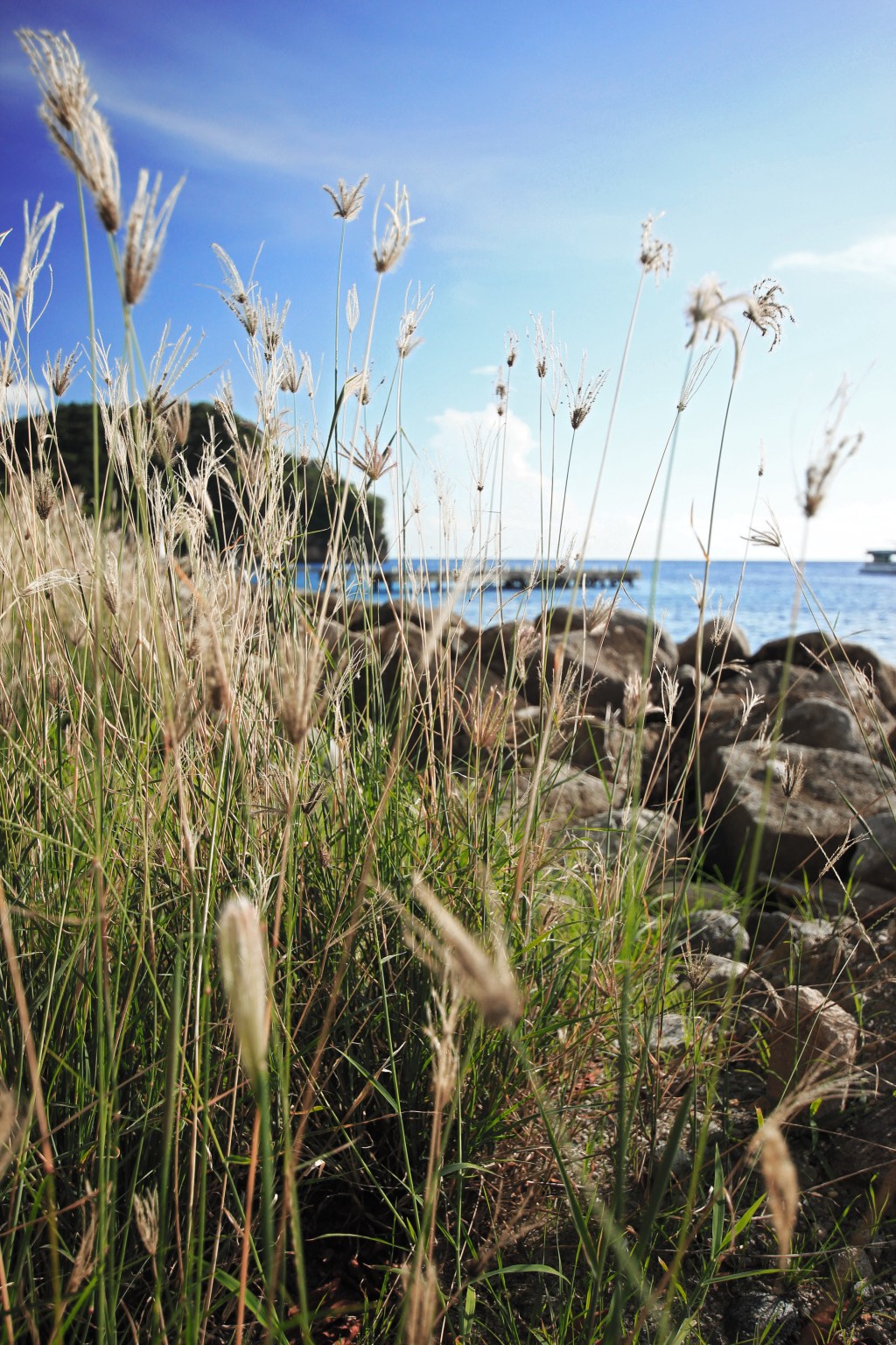 Sigma 10-20mm, f/4 (for shallow DOF), 1/320. Shot on the walking path between Anse Chastanet and Anse Mamin. Path approximately 400 meters--I recommend a sturdier walking shoe (as opposed to flip flops) so that you can do a little off-roading on the surrounding trails and coast line. 