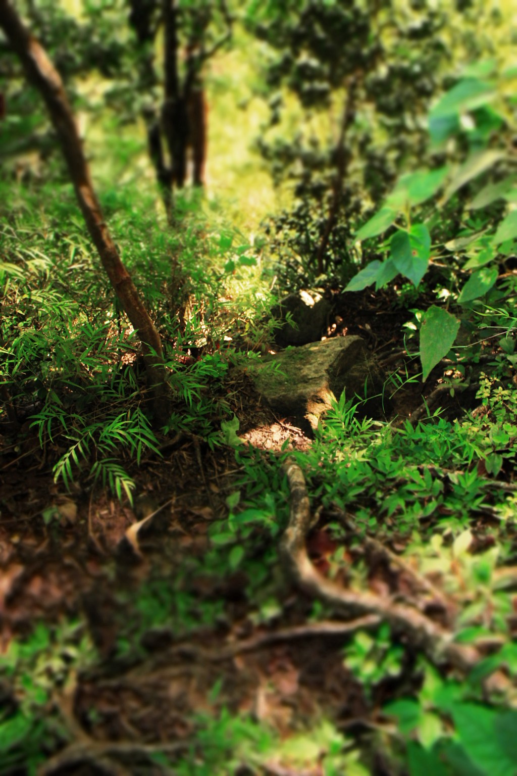 Can't see the trail? Join the club. I got from the bottom boulder in the center of the frame to the vantage point of where the picture was taken using the cable-thick vine as a rope upward. 